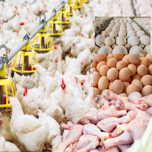AGRICULTURAL PRODUCTS MARKETPLACE